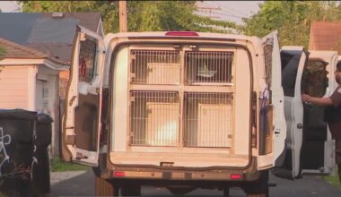 26 dogs rescued from Chicago home after cruelty allegations, officials say