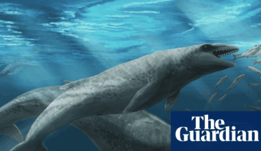 ‘Deceptively cute’ ancient whale with razor-sharp teeth and eyes the size of tennis balls discovered in Australia | Whales