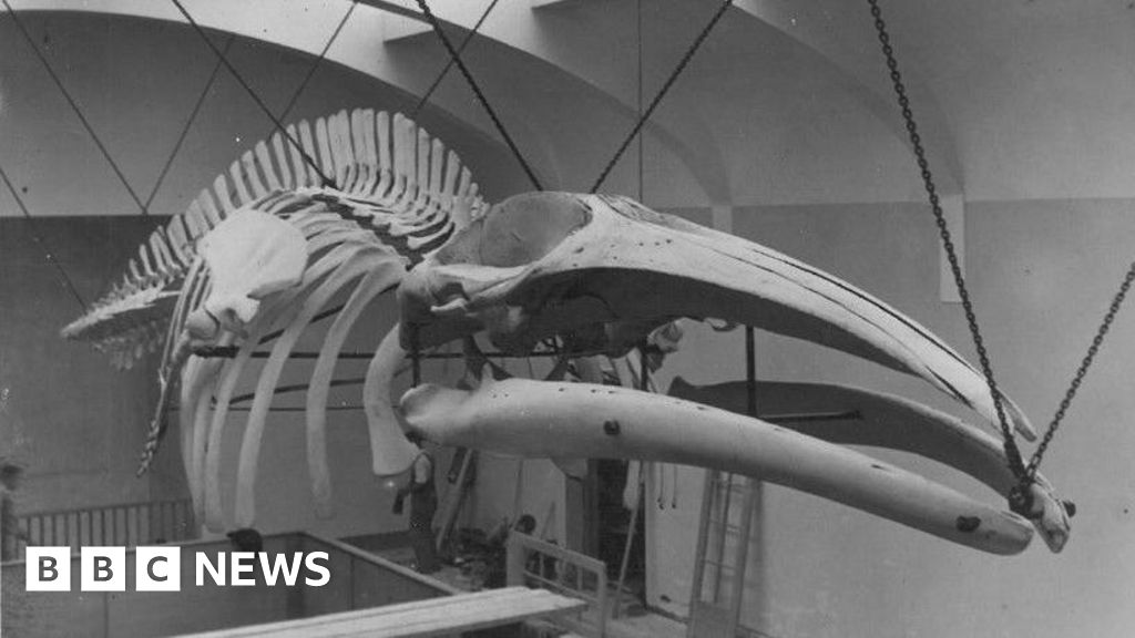 How a whale left an island fascinated for 100 years