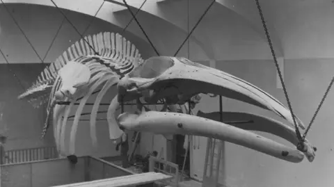 MNH Black and white picture of the the skeleton of the sei whale hanging in the former natural history gallery in the Manx Museum.