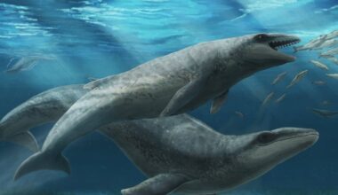 Australian Paleontologists Discover Weird ‘Pokémon’ Ancestor of Modern Whales