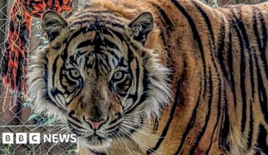 New tiger could boost endangered species breeding