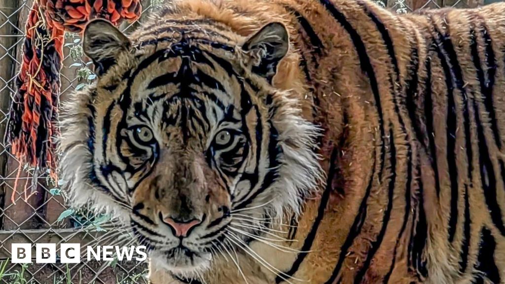 New tiger could boost endangered species breeding