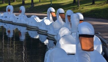 swan boats lined up