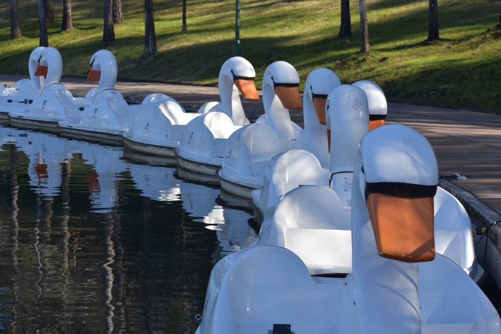 swan boats lined up