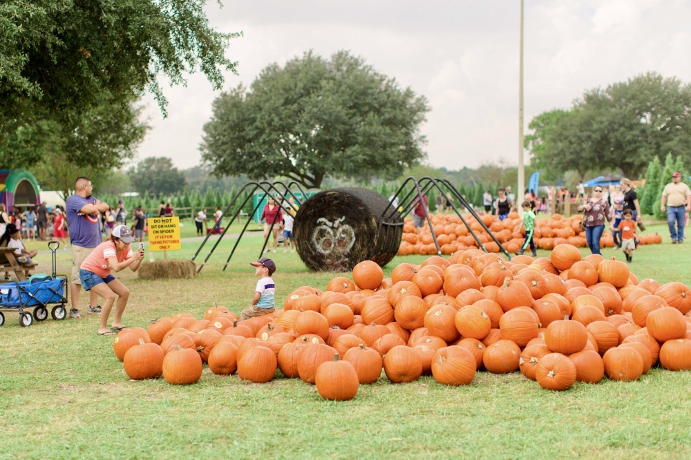 On Thursdays-Sundays between Oct. 4-Nov. 2, attendees can head out to the Old Time Christmas Tree Farm to enjoy its pumpkin patch. (Courtesy Old Time Christmas Tree Farm)