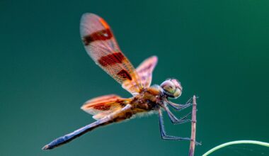 Gulf of Maine Books to host ‘Encountering Dragonfly’ author