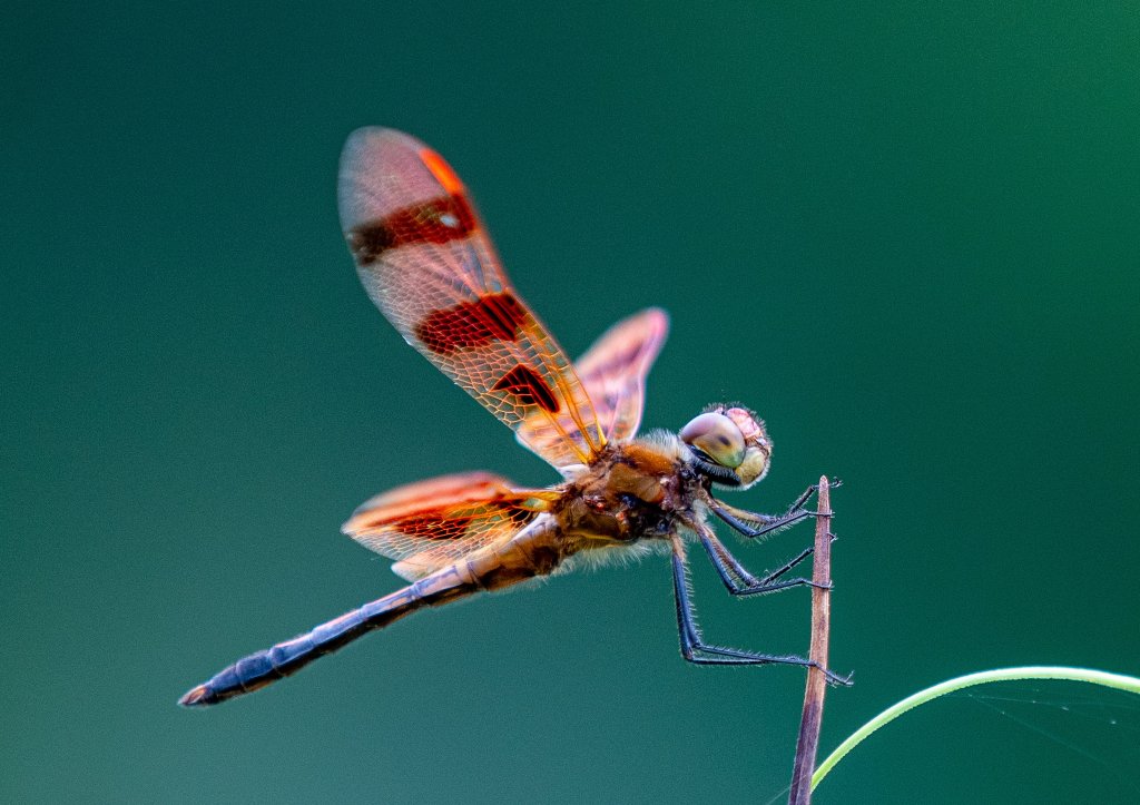 Gulf of Maine Books to host ‘Encountering Dragonfly’ author