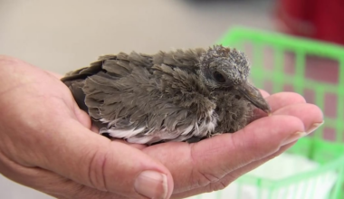 Phoenix wildlife rescue helps animals injured in wildfires, extreme heat