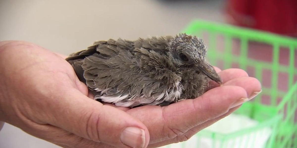 Phoenix wildlife rescue helps animals injured in wildfires, extreme heat