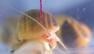 Scientists discover gene for eye regeneration in apple snail, paving way for human vision restoration - CHOSUNBIZ - Chosun Biz