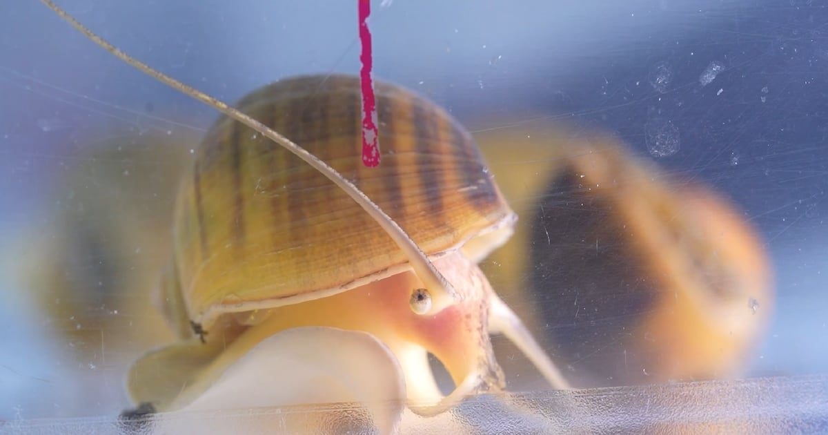 Scientists discover gene for eye regeneration in apple snail, paving way for human vision restoration - CHOSUNBIZ - Chosun Biz