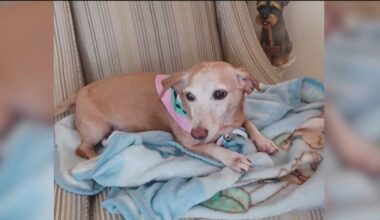 Reward offered for return of stolen support dog belonging to blind Chicago man