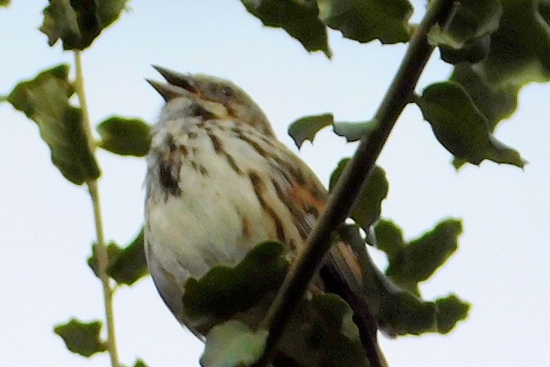 Song Sparrow