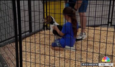 Over 500 animals adopted at the Humane Society of North Texas’ Mega Adoption Event – NBC 5 Dallas-Fort Worth