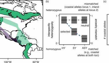 The genetics of extrinsic postzygotic selection in a migratory divide between subspecies of the Swainson’s thrush