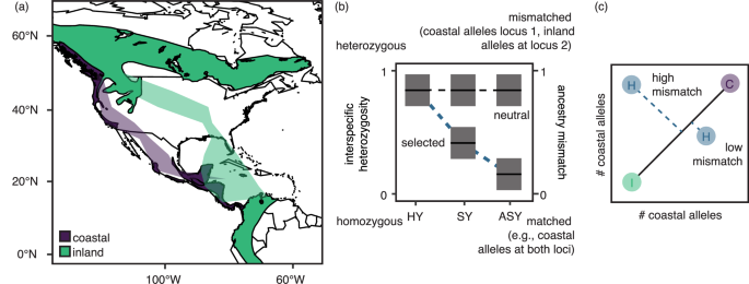 The genetics of extrinsic postzygotic selection in a migratory divide between subspecies of the Swainson’s thrush