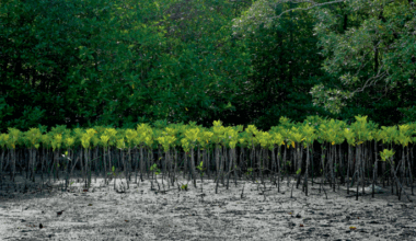 Genetic diversity must be explicitly recognized in ecological restoration