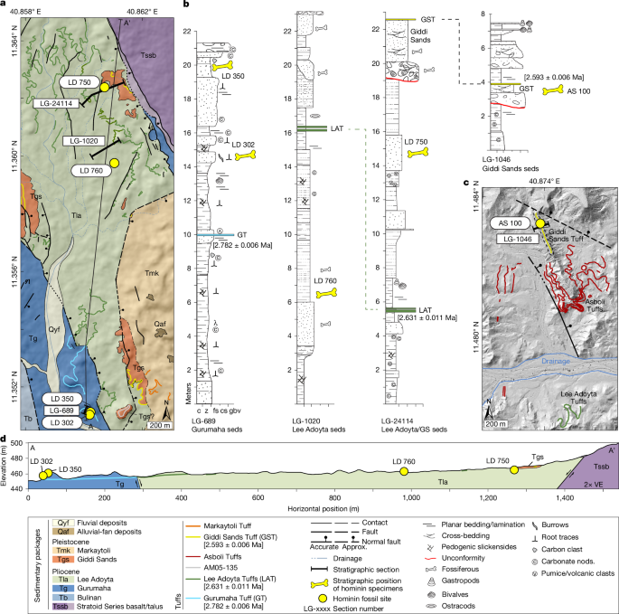 New discoveries of Australopithecus and Homo from Ledi-Geraru, Ethiopia