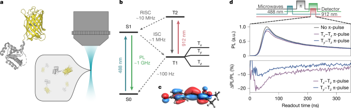 A fluorescent-protein spin qubit | Nature