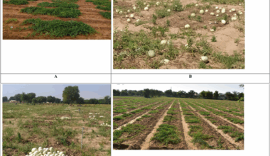 Phenotypic profiling and identification of trait specific genotypes of seed purpose watermelon in Thar desert of India