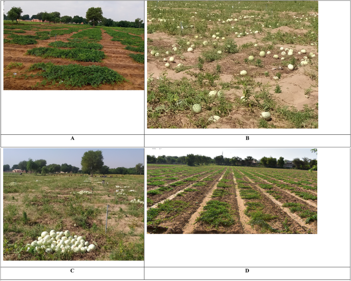 Phenotypic profiling and identification of trait specific genotypes of seed purpose watermelon in Thar desert of India