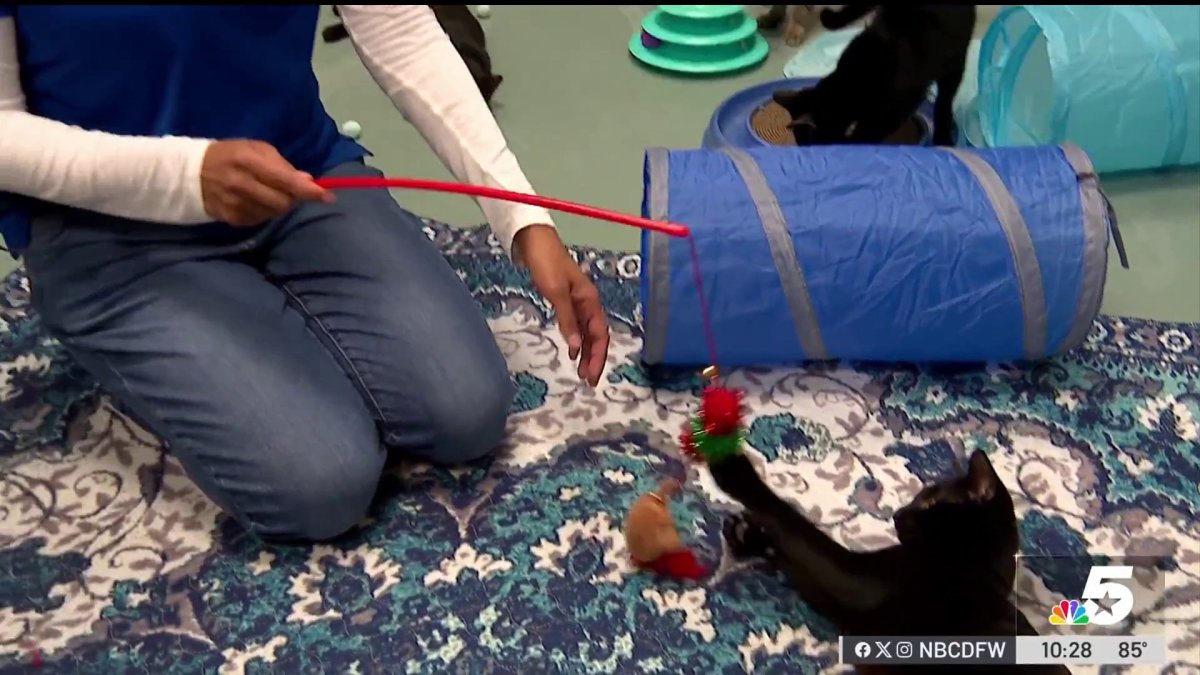 Creating connections at Clear the Shelters – NBC 5 Dallas-Fort Worth