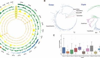 Genomic resequencing reveals genetic diversity, population structure, and core collection of durian germplasm