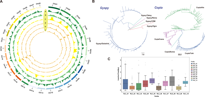 Genomic resequencing reveals genetic diversity, population structure, and core collection of durian germplasm