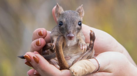 Critically endangered bettongs thrive in South Australia reserve after local extinction – video