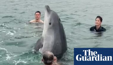 Public warned to keep away from injured dolphin filmed with Dorset swimmers | Dolphins