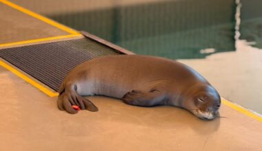 Two endangered Hawaiian monk seal pups receiving life-saving care : Maui Now