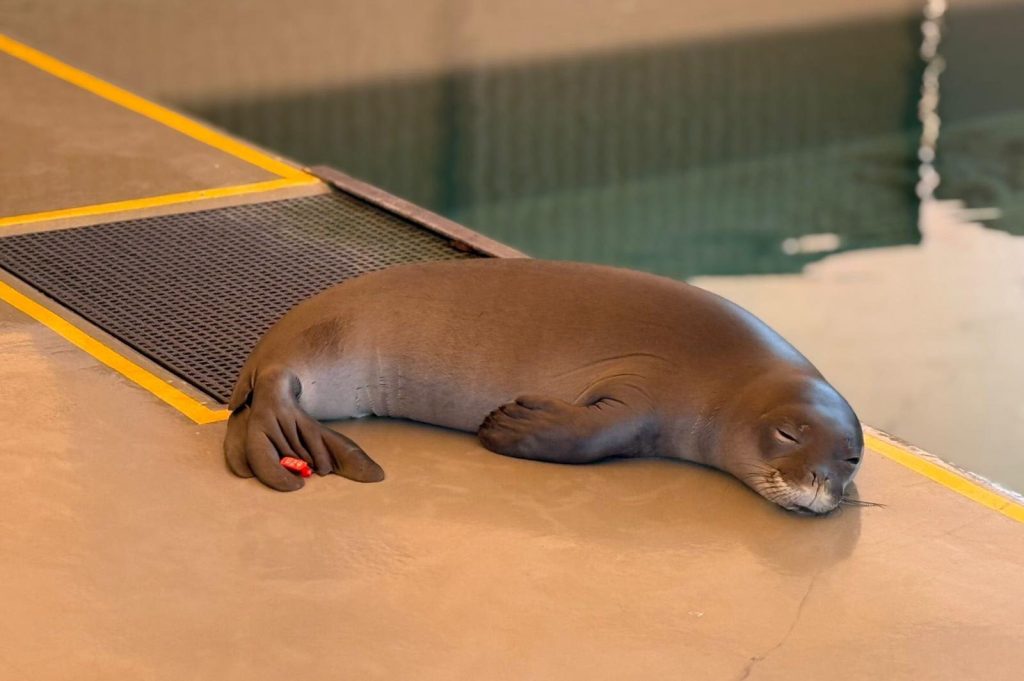 Two endangered Hawaiian monk seal pups receiving life-saving care : Maui Now