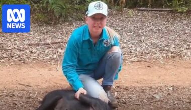 Magistrate fines pig hunters over animal cruelty footage on social media