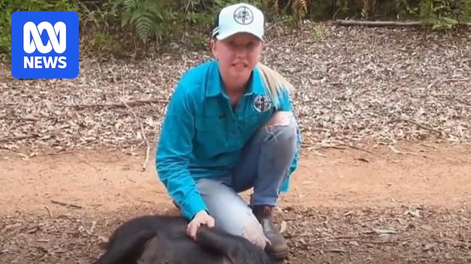 Magistrate fines pig hunters over animal cruelty footage on social media