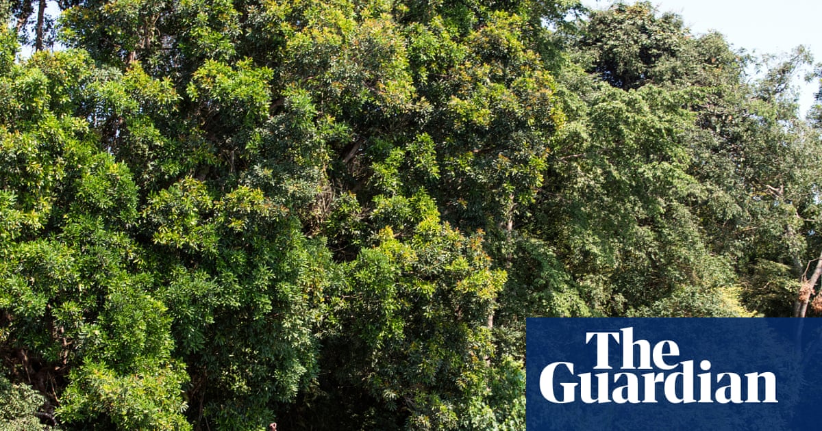 Oil exploration in the Congo basin rainforest could be a disaster for nature and the climate | Environment