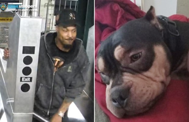 The alleged dognapper (left), who was dressed in all black wearing a black Yankees cap, was onboard a D train on Sunday heading north near Bainbridge Ave. and E. 206th St. in Norwood where he approached a 45-year-old man, who was dozing off, and stole his American Bully dog (right), cops said. (NYPD)