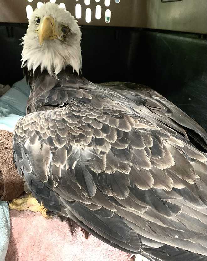 Bald eagle with injured eye
