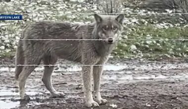 Sierra Valley ranchers face growing threat from gray wolves