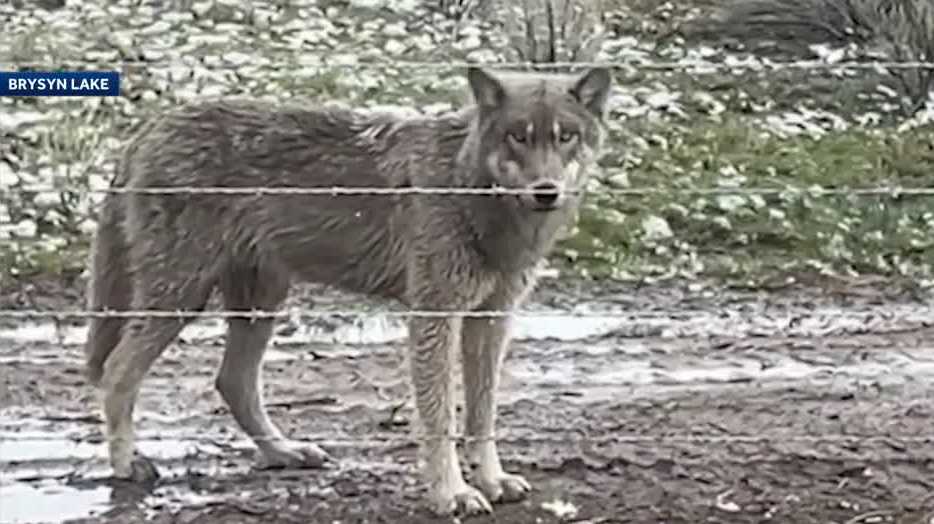 Sierra Valley ranchers face growing threat from gray wolves