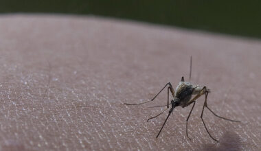 High Risk For West Nile Virus After 3 Cases Reported In Chicago, Health Department Says