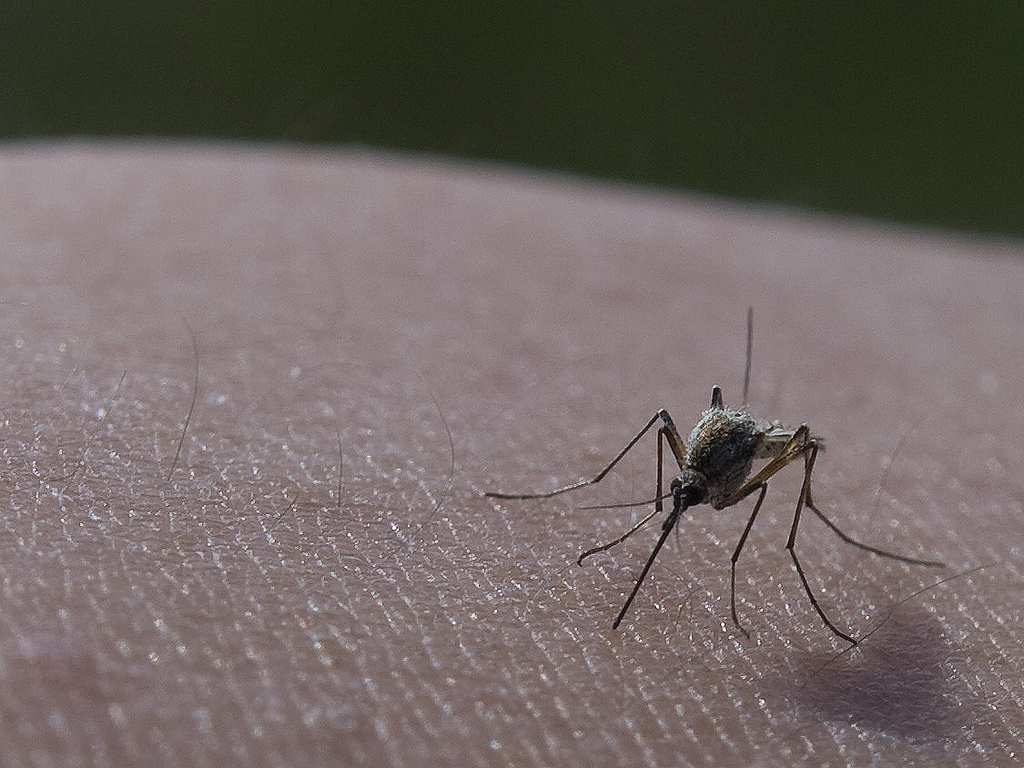 High Risk For West Nile Virus After 3 Cases Reported In Chicago, Health Department Says