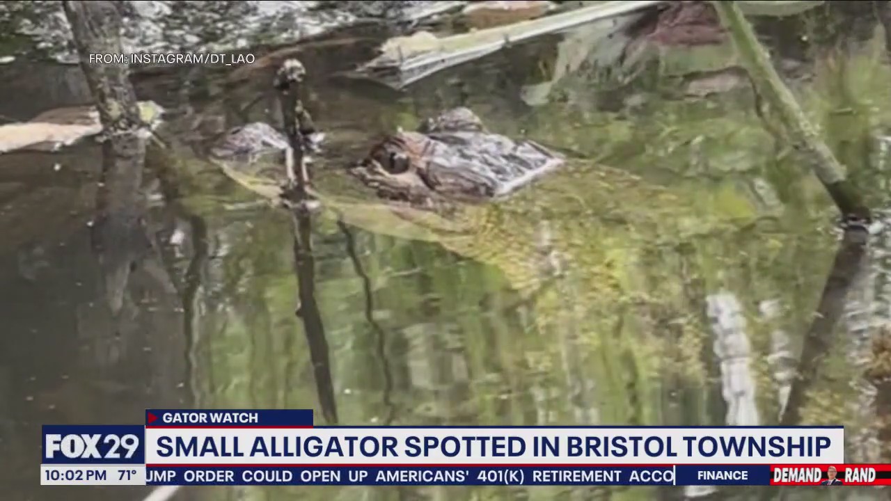 Alligator spotted in Bucks County lake