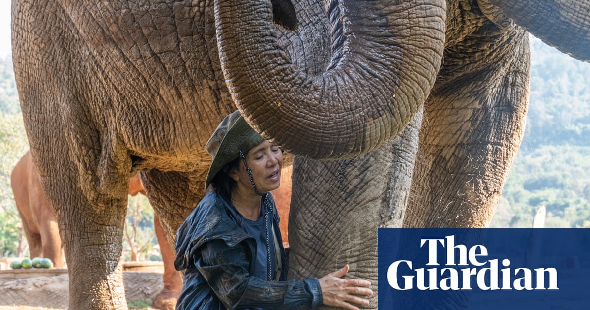The elephant whisperer: one Thai woman’s lifelong quest to protect a rescued herd | Environment