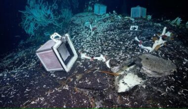 They lifted a rock on the ocean floor: What they found was massive...and they were alive