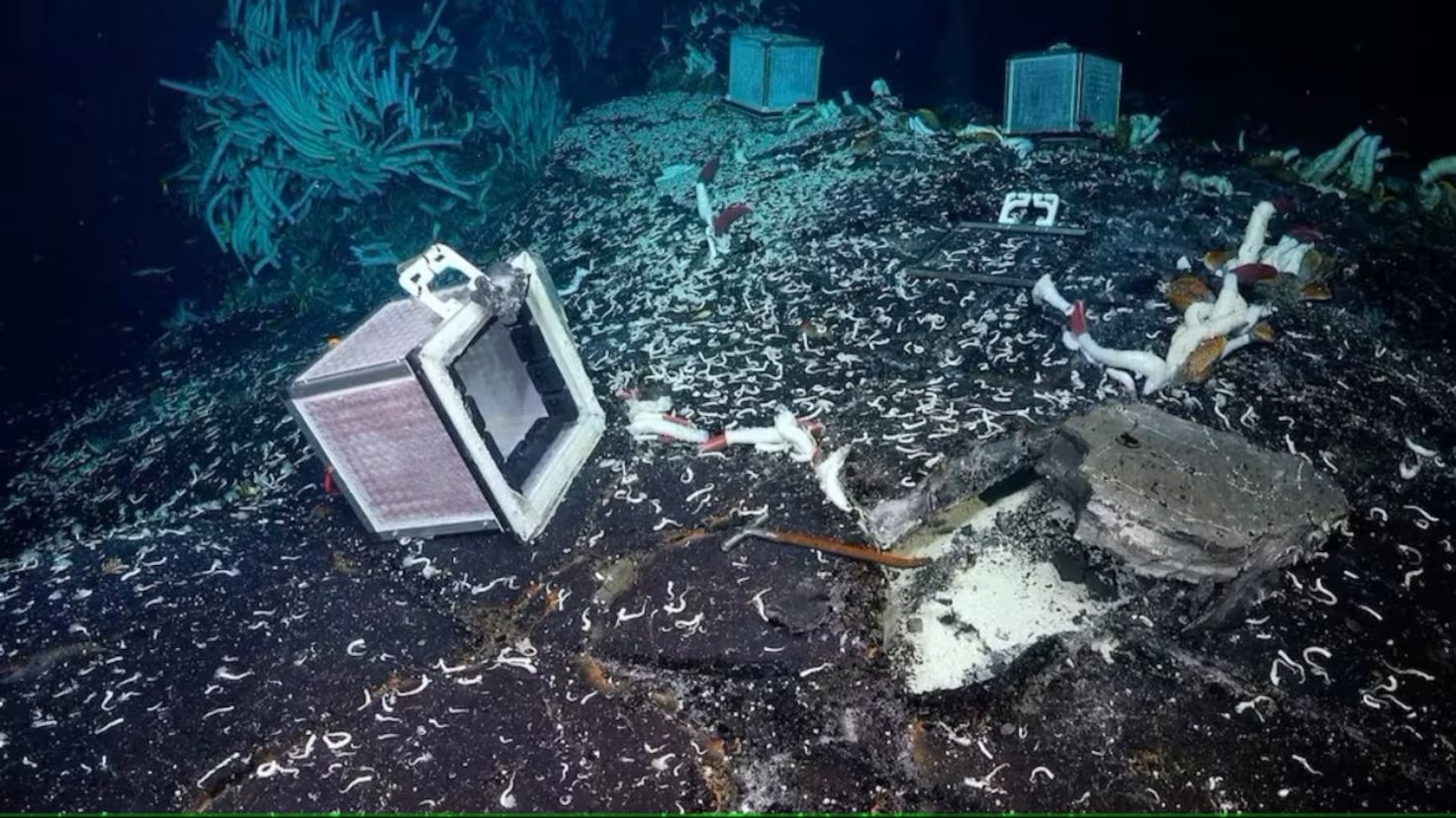 They lifted a rock on the ocean floor: What they found was massive...and they were alive