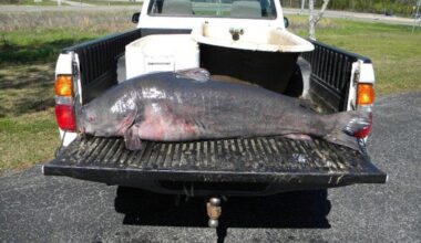 Invasive ‘growing threat’ fish species in Susquehanna River outlet targeted by new legislation
