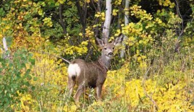 Confirmed EHD Outbreak in White-Tailed Deer Southeast of Lewiston | Idaho