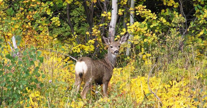 Confirmed EHD Outbreak in White-Tailed Deer Southeast of Lewiston | Idaho