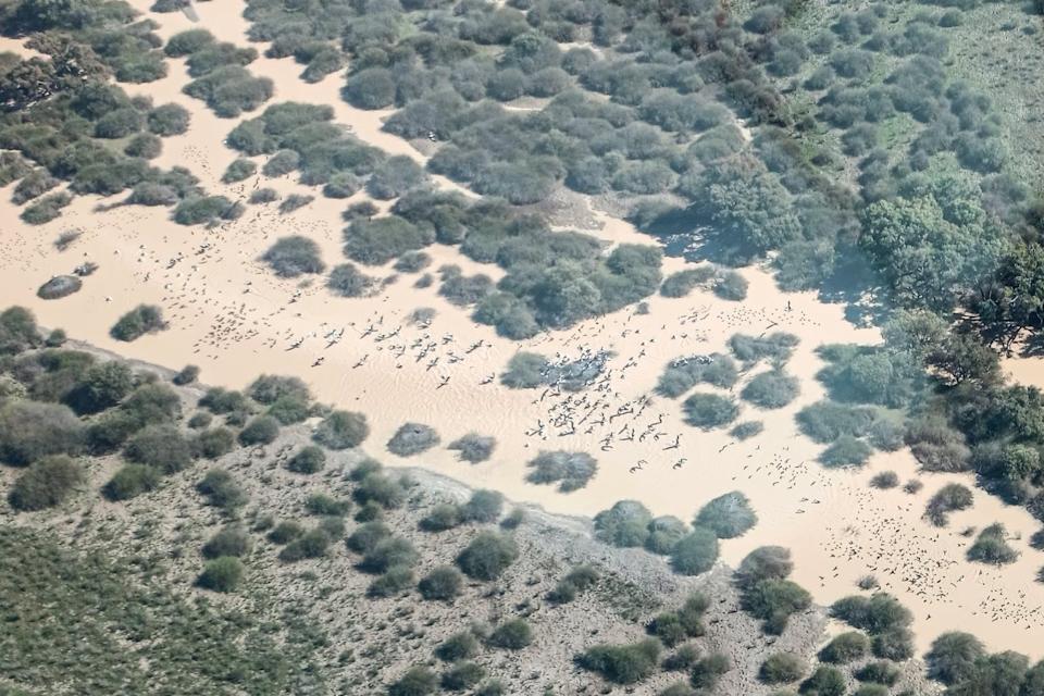 Pelicans, ducks and black swans arriving into Kati Thanda-Lake Eyr. 